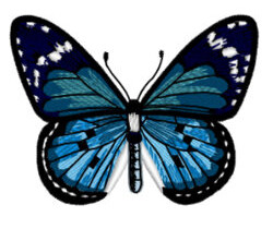 Наборы бабочки и насекомые