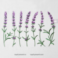 Бордюр Лаванды Дизайн машинной вышивки - 6 размеров
