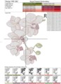 Дизайн для машинной вышивки крестом Орхидеи