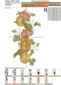 Дизайн машинной вышивки Тыквы бордюр - 4 размера
