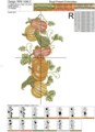 Дизайн машинной вышивки Тыквы бордюр - 4 размера