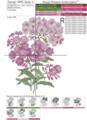 Флоксы Дизайн машинной вышивки крестом - 3 размера