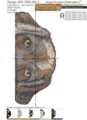 Кот и Пес Дизайны машинной вышивки - 4 размера