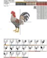 Петух Дизайн машинной вышивки - 5 размеров
