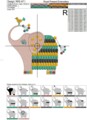Слоник Дизайн машинной вышивки - 2размера