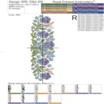 Весенние Анютины глазки с вербой бордюр - 4 размера